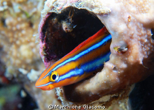 Hi
Nikon D200, 105 micro,twin strobo
Wakatobi 2010 by Marchione Giacomo 
